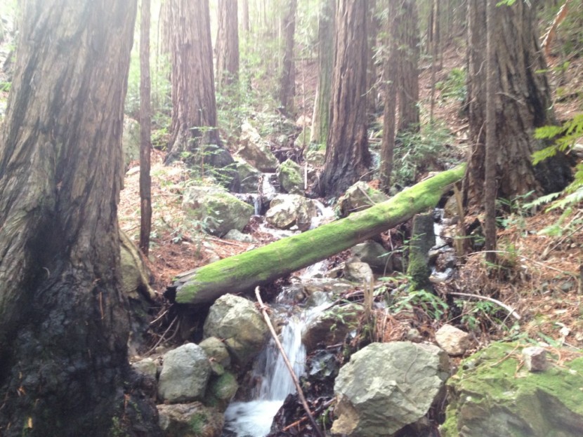 awesome part of tam is one minute you are on a dry hillside in...