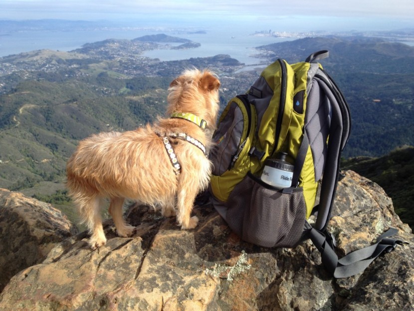boogie collects herself for the descent. side mesh on the trail 25...
