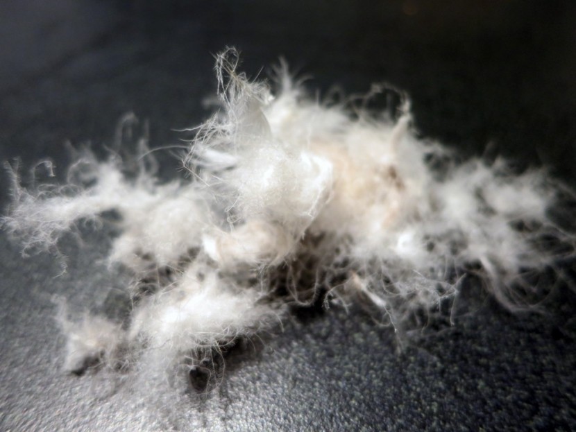 down jacket womens - we extracted a small sample of downtek treated hydrophobic down from...