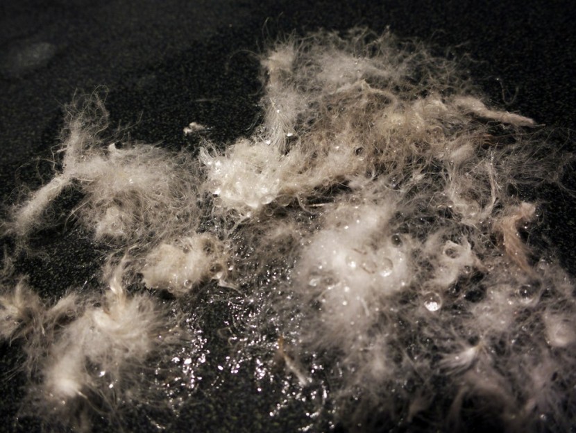 down jacket womens - a sample of downtek treated hydrophobic down after being sprayed...