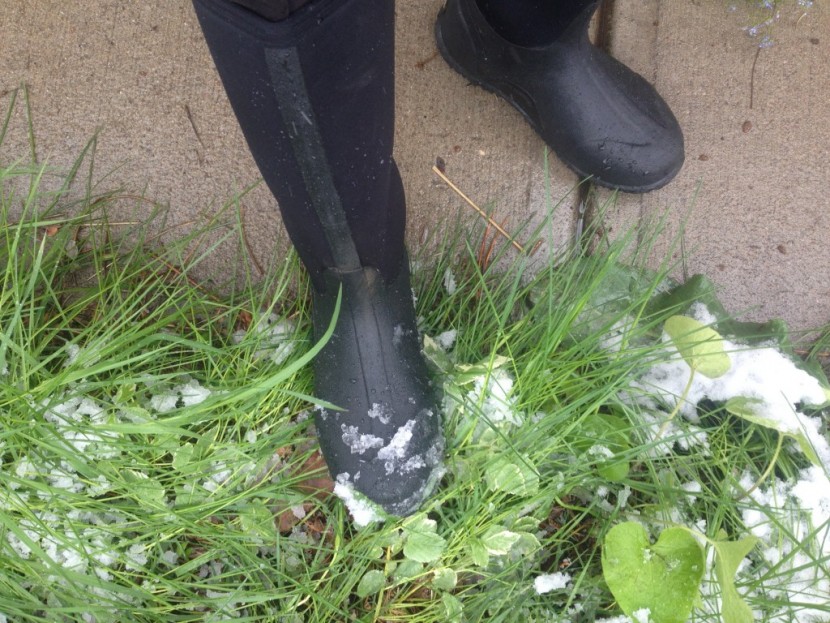 bogs women's classic high - amanda wears this bogs model following a surprise may snowstorm...