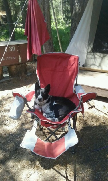 sport-brella recliner - rabbit was most defensive of the sport-brella's various quality and...