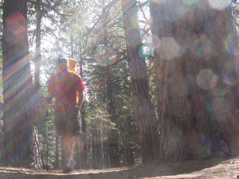 3dfitbud simple step counter - walking in the woods is simple. counting your steps can be too. the...