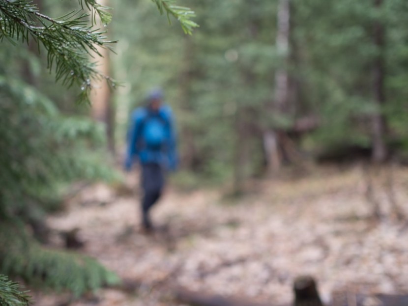 csx simple walking 3d - a walk in the woods should be simple. tracking your steps can be...