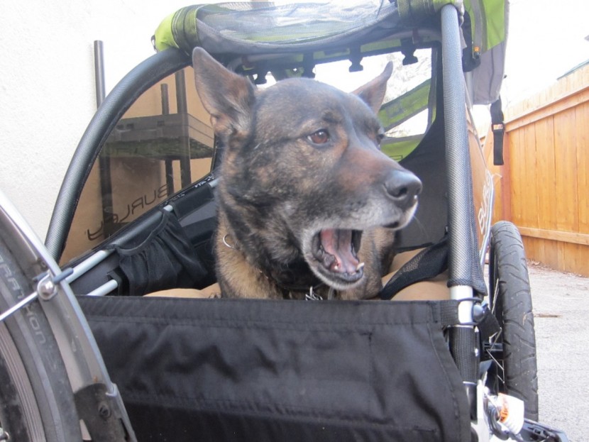 bike trailer - canine tester vossi helped us determine that the d&#039;lite was the best...