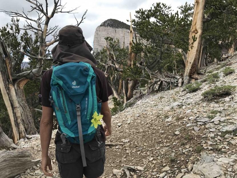 deuter act trail 22 - hiking through ancient bristlecone pine trees in the act trail. this...