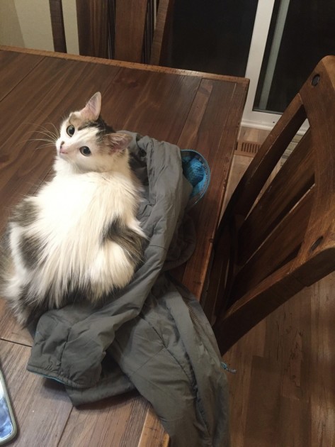 outdoor research ascendant hoody for women - even our picky pro-tester guava loved the plush ascendant hoody.