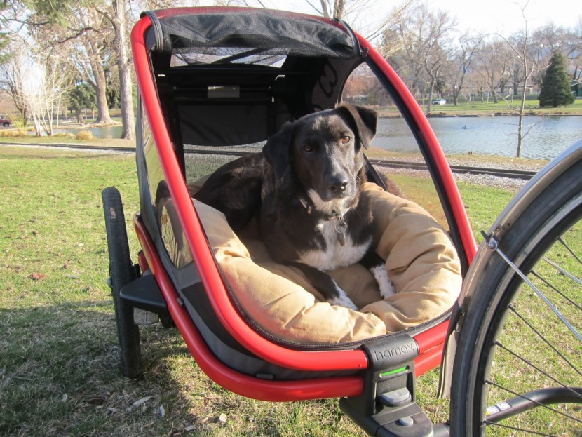 bike trailer - since the seats fold flat, canine tester banner could stretch out...