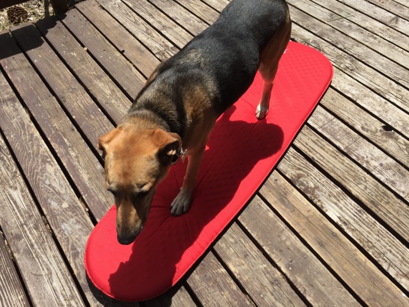 sleeping pad womens - our furry friend helped us test the prolite plus&#039; durability.