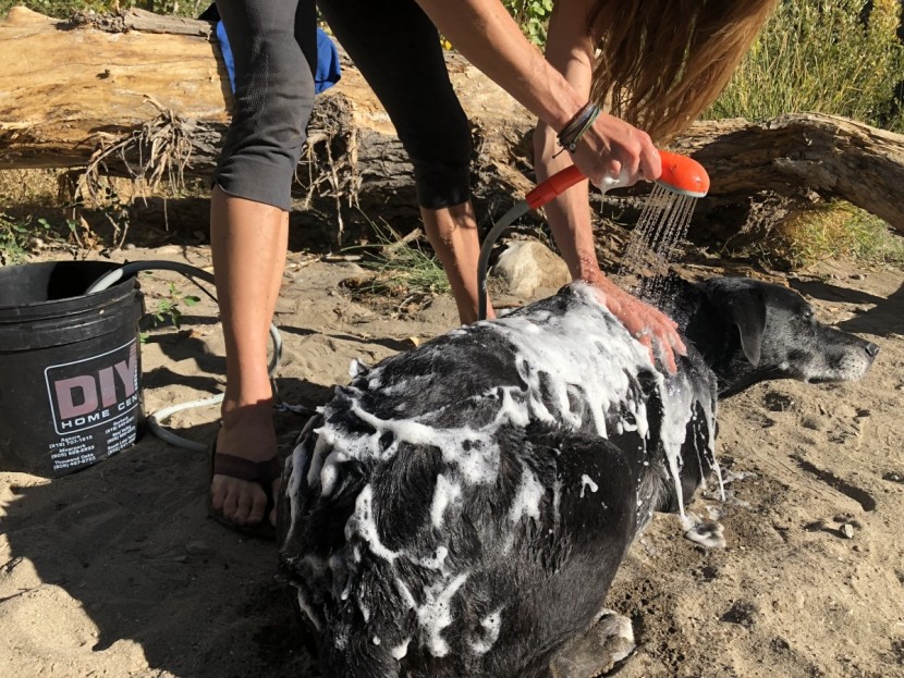 anglink portable - the dog may not love the bath, but you'll love giving it with the...