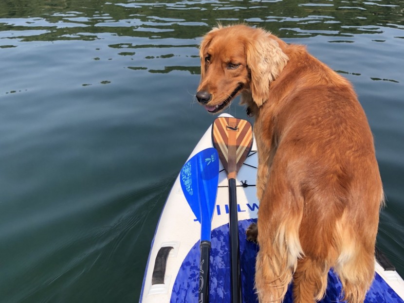 bending branches balance - our official tester canine tester contemplates the differences...