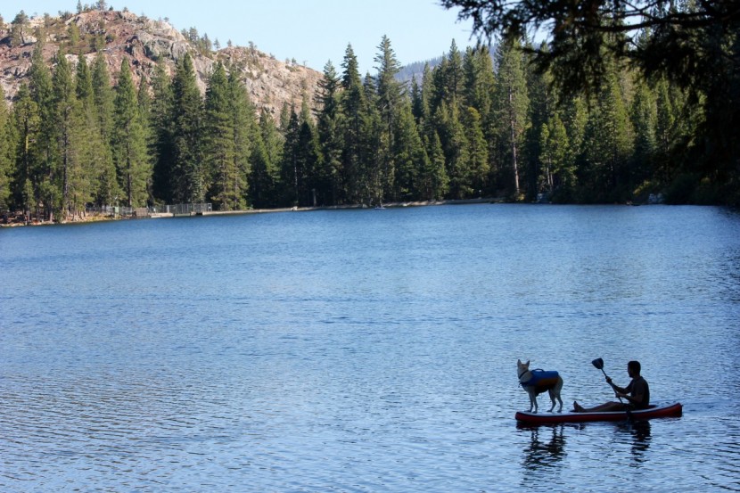 seasense x-treme ii - a budget polypropylene paddle like this one makes for an affordable...