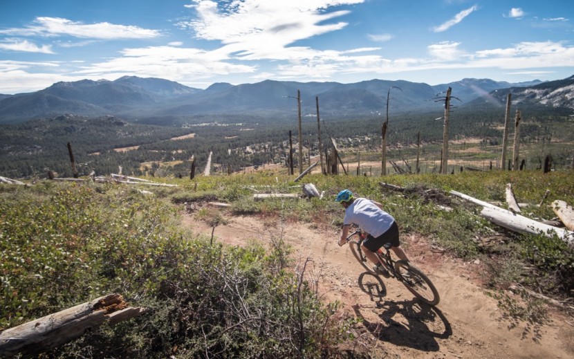 intense spider foundation