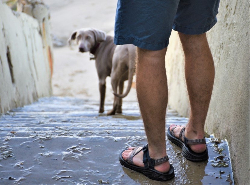 chaco z/volv 2 - the contoured footbed and pull-through webbing strap system combine...