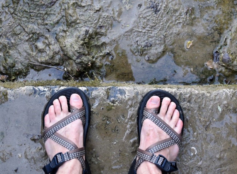 chaco z/volv 2 - all of the straps you see are actually one interconnected piece of...