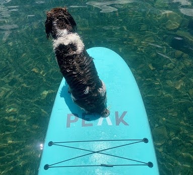 peak escape - this sup did fine with compact canine companions but we aren't sure...