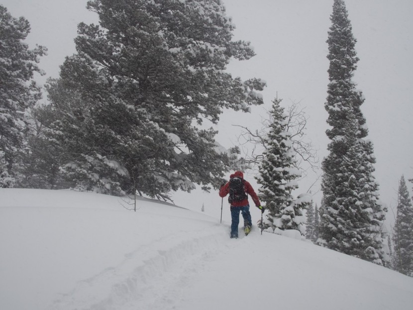 black crows camox freebird - deep trail breaking for deeper skiing. camox freebird&#039;s dimensions...