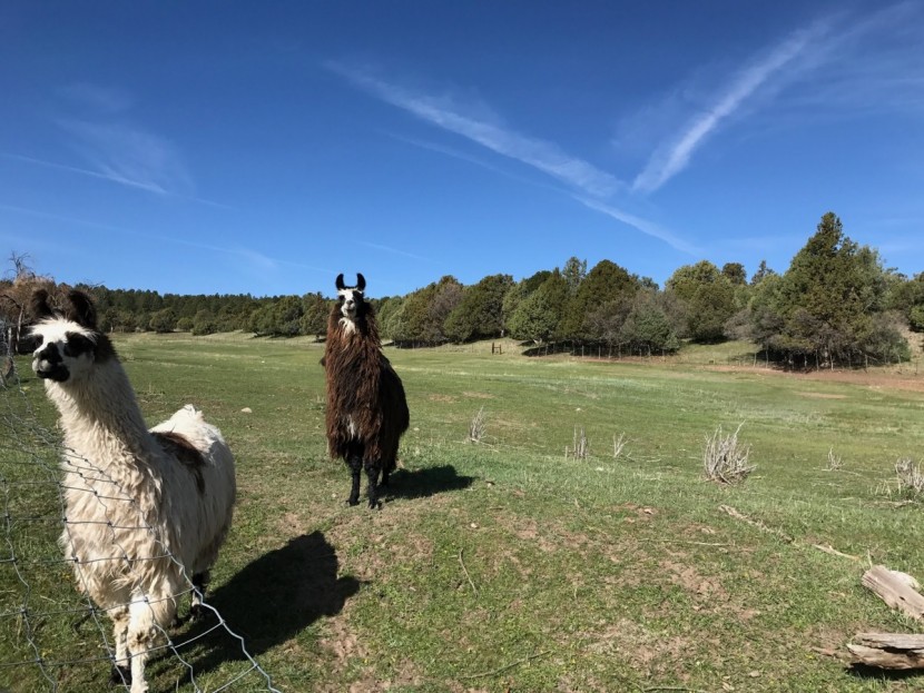 base layer men - do you know where your wool comes from? alpaca wool is common in...