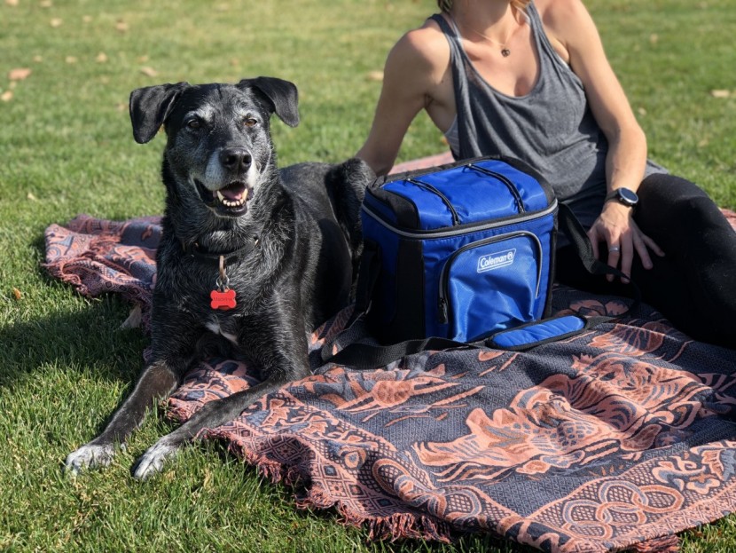 coleman 16-can - if you just want a little cooler for a few picnic beverages, the...