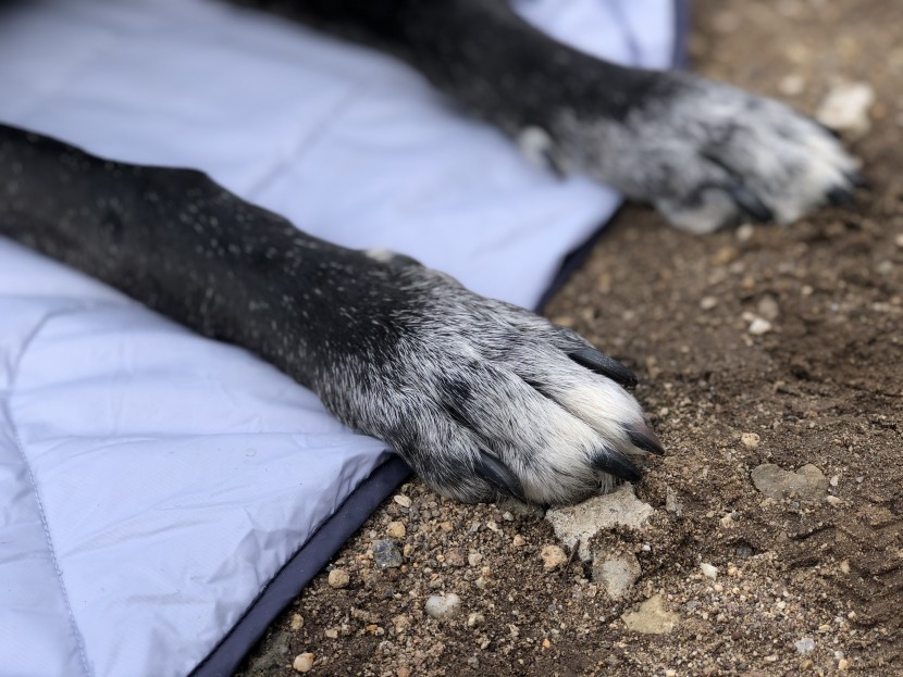 camping blanket - ripstop material and dwr coatings can help extend the life of your...