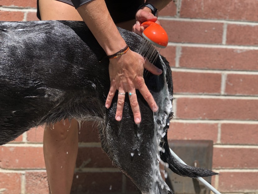 camping shower - the ivation portable is a super comfortable shower for yourself and...