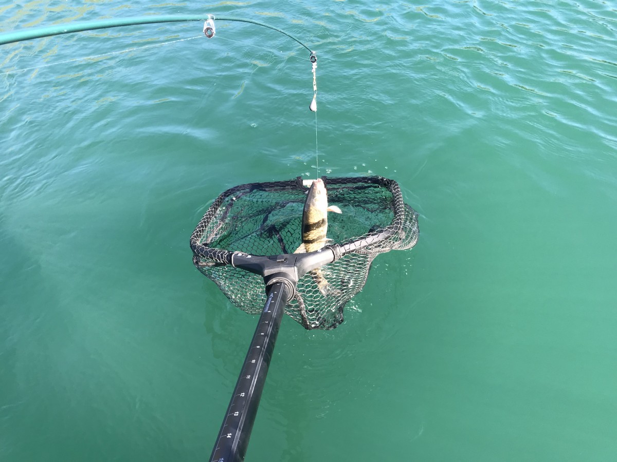 Telescoping Fishing Landing Net Portable Trout