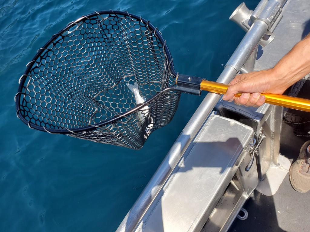 Fishing Landing Dip Net Portable Fishing Brail Landing Net