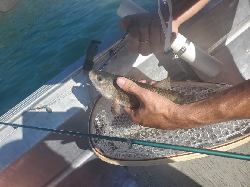 fishing net - if you are a dedicated catch and release person, the sf fly fishing...