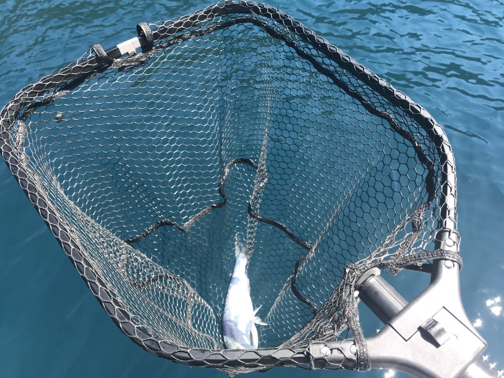 Efficacious And Robust Pocket Fishing Net On Offers 