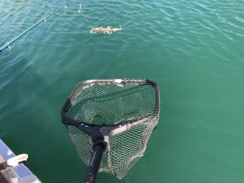 reeling one in -- we caught a lot of fish while testing these nets.