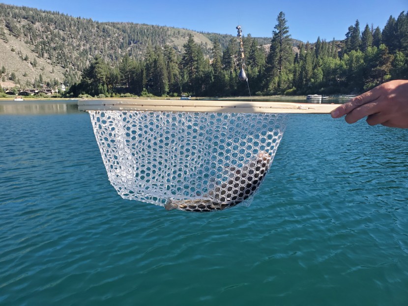 trout fishing by boat with the sf fly fishing model.