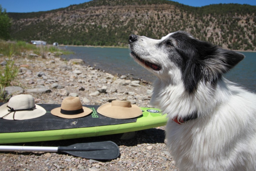 hat womens - mr. jack the dog doesn&#039;t need a hat, but you do...especially when...