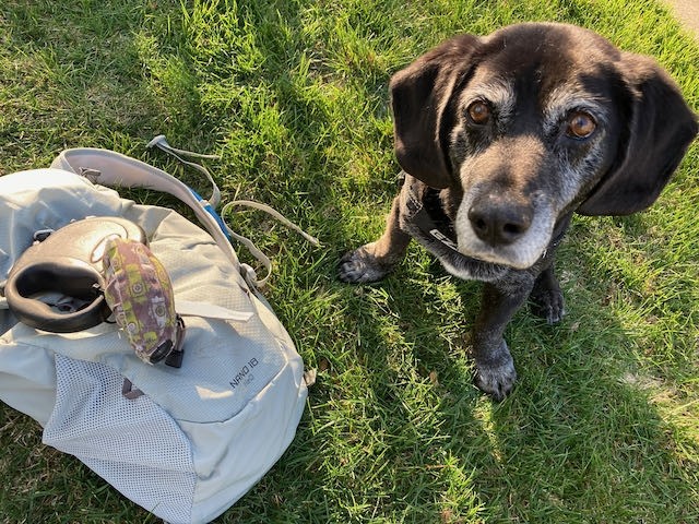 gregory nano 18 h2o - this is a great pack for walks with our dog, who requires a little...