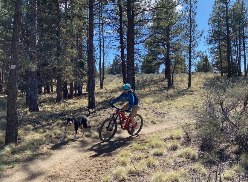 fox racing ranger short women's - they are basic, but provide good protection and comfort on the bike.
