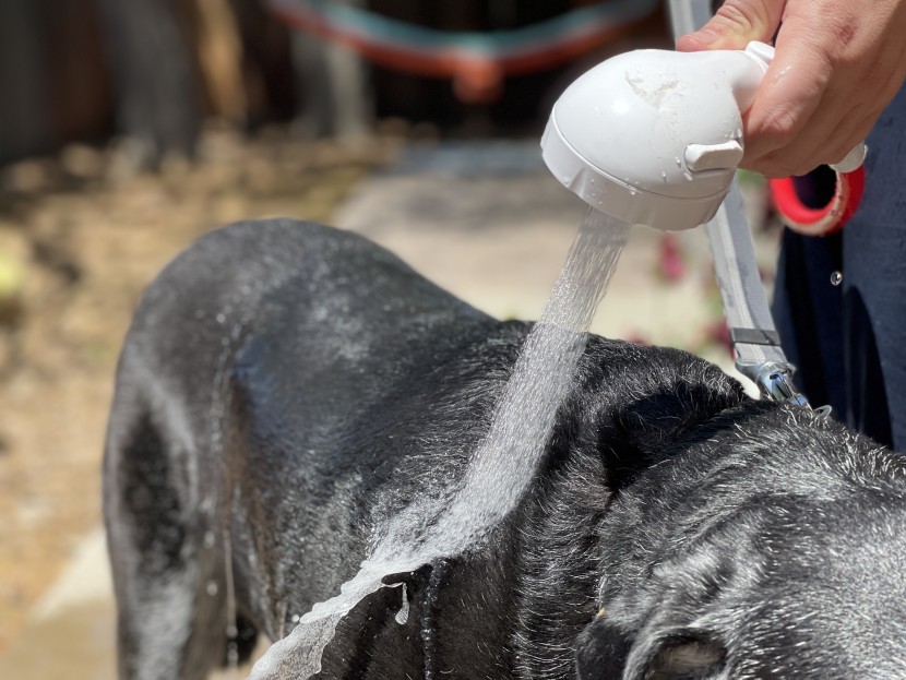 camplux pro series 6l - directed water that makes for a comfortable dog bathing experience.