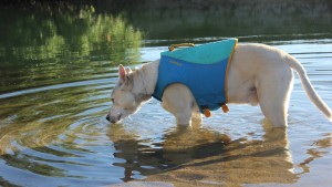 ruffwear float coat