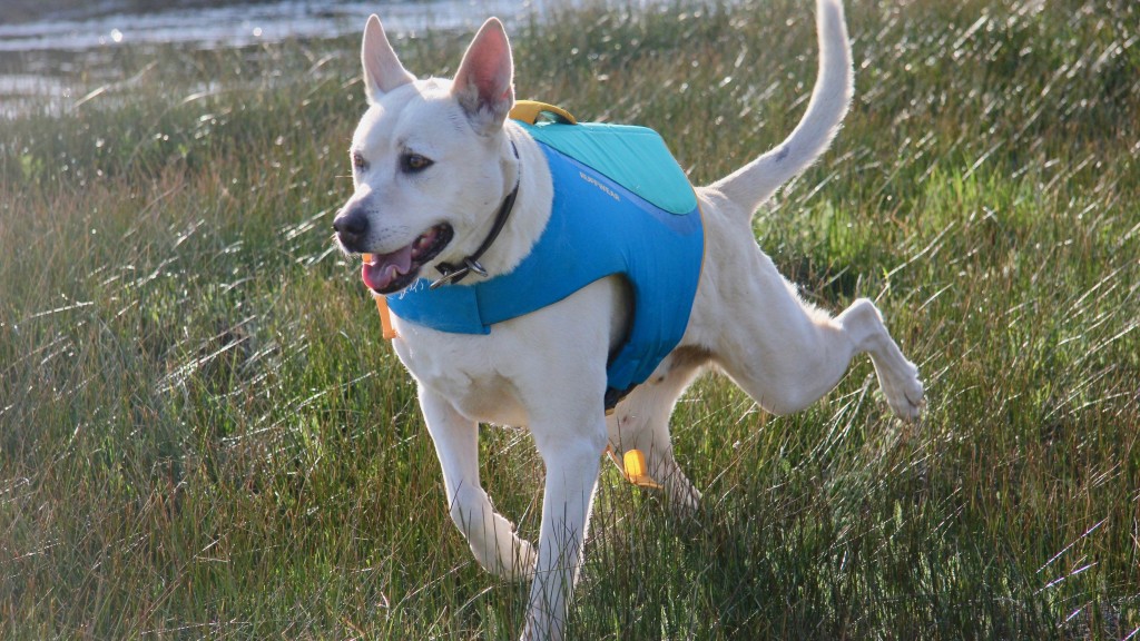 Rei dog hot sale life vest