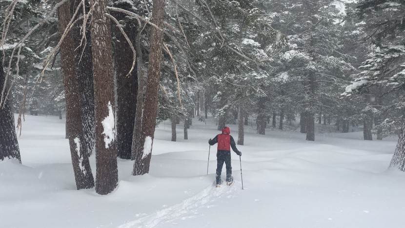 snowshoes - wandering in the woods on a storm day is one of our favorite ways to...