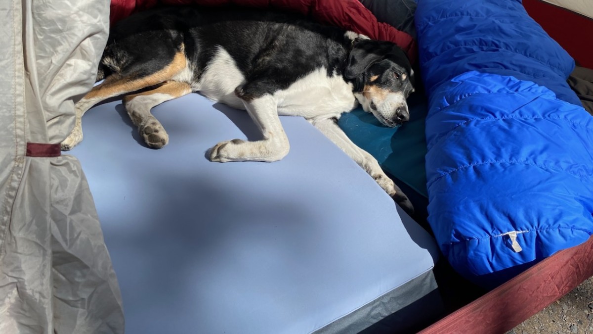 HEST Foamy Sleeping Pad Review (Dogs and people appreciate the extra comfort provided by deluxe camping mats.)