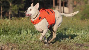 nrs cfd dog life jacket