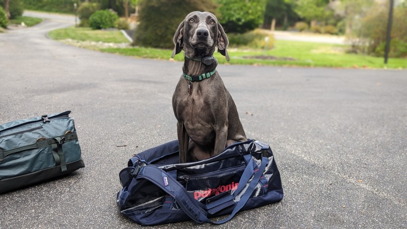travel bag - human tested, dog approved. the black hole has uses we didn&#039;t even...
