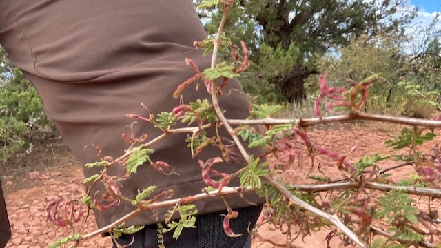 mountain bike shorts womens - desert plants all seem like they are trying to hurt you in some...