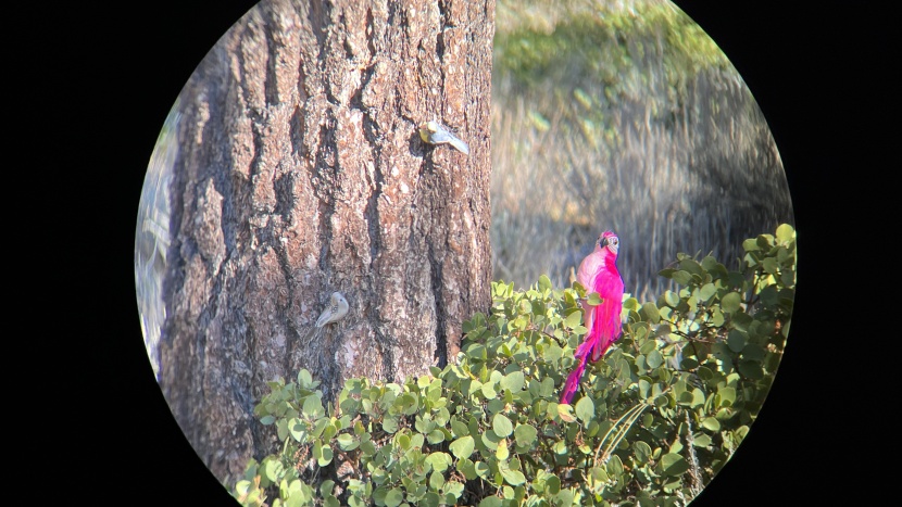 nikon monarch m5 8x42 - artificial birds used in our testing.