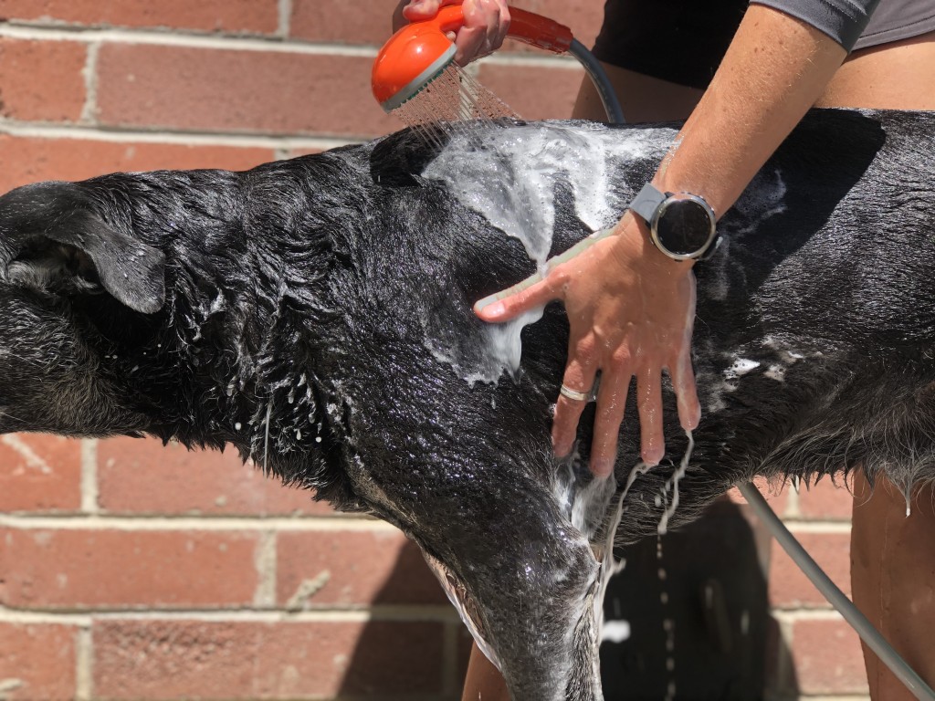 camping shower - the ivation's sub-6 foot hose may fall short for taller folks, but...