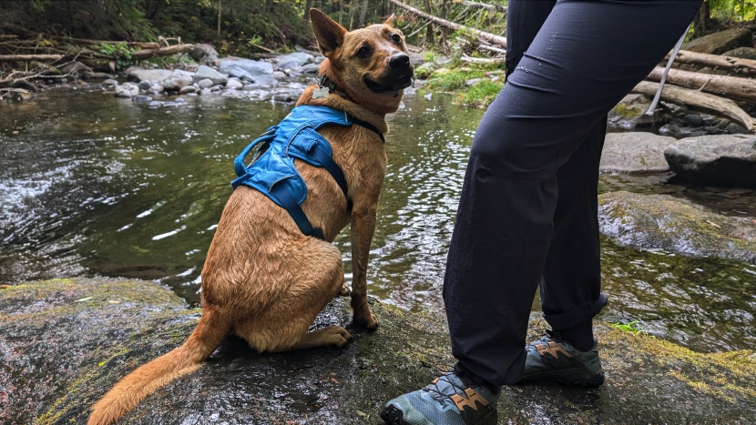 arc'teryx gamma pant for women - while they won't keep you dry in a downpour, they will fend off the...