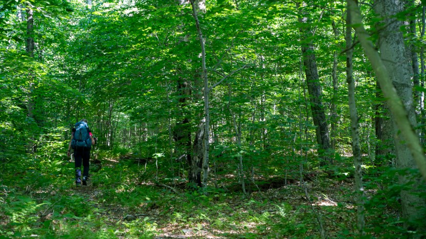 personal locator beacon - dense foliage in the otherwise (ostensibly...) innocuous small...