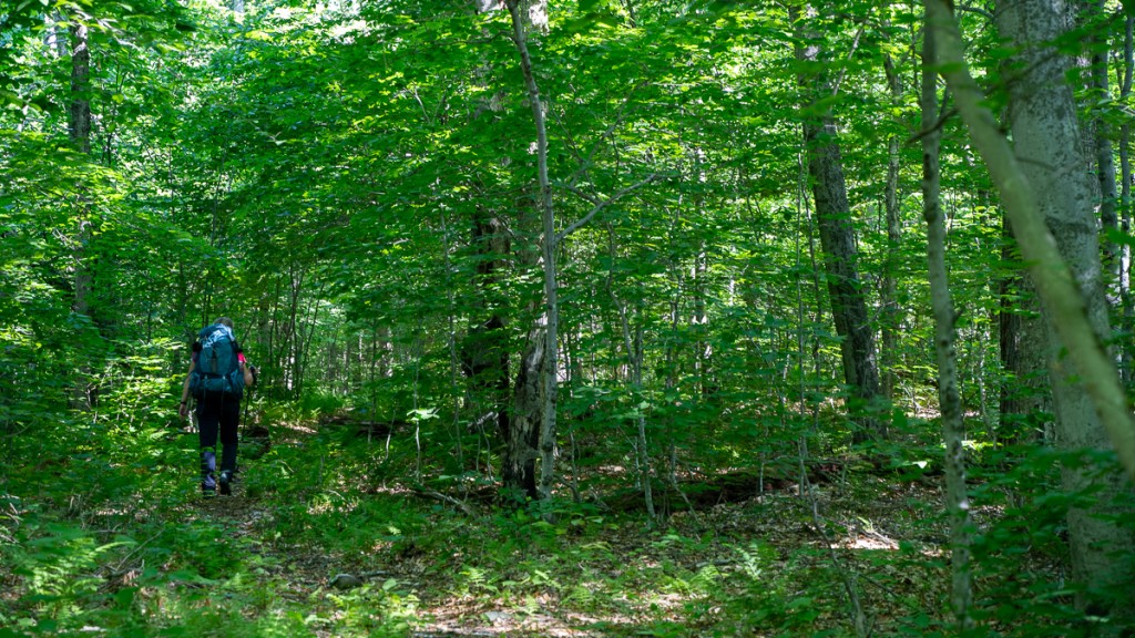 personal locator beacon - dense foliage in the otherwise (ostensibly...) innocuous small...