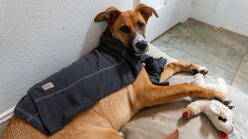 carhartt base force midweight crew - the carhartt base force midweight crew is one of our favorite base...