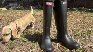 Product photo of Hunter Original Back Adjustable Tall - Women's