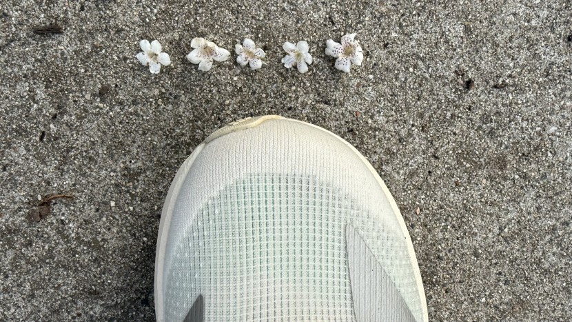 adidas adizero evo sl for women - with a slightly wide fit and breathable mesh, the upper of the...